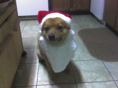 My dog Jabari wearing a Santa hat and white beard